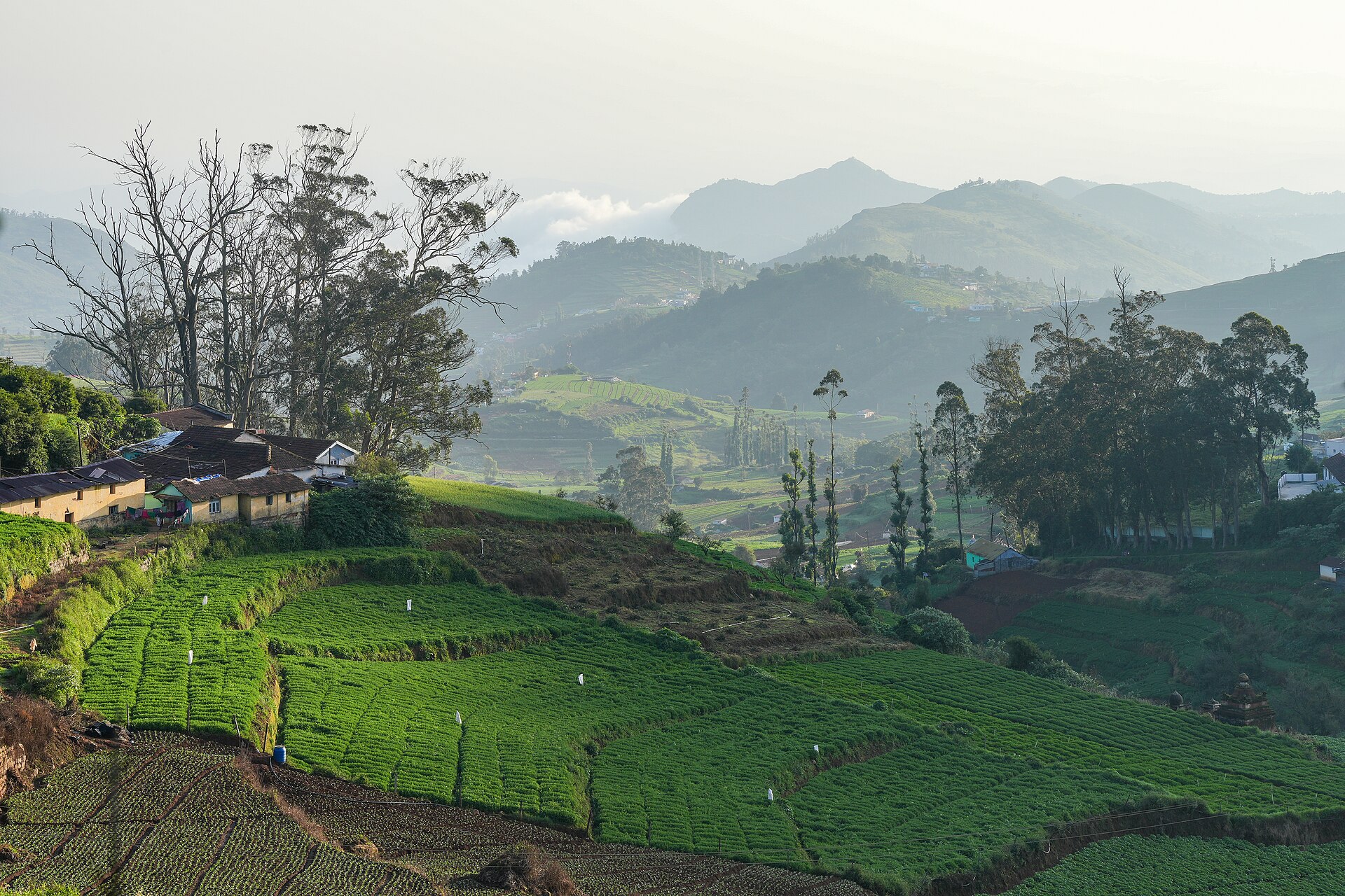 Nilgiri hills